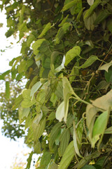 Fototapeta premium Black Pepper Plant with Green Peppercorns Growing on Vine in Organic Spice Plantation. Macro Photography Green Black Peppercorns on Plant Vine with Fresh Leaves in Herbal Farm. Fresh Black Pepper Vine