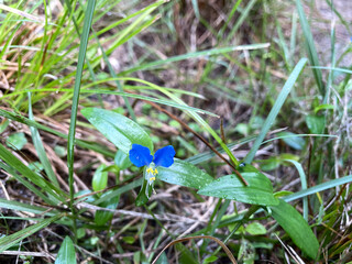 ツユクサのアップ