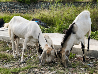 Fototapeta premium Some Goats are eating grass. They look relaxed and cute posing towards the camera.