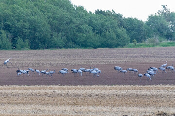 Kraniche auf einem Feld bei Barth.