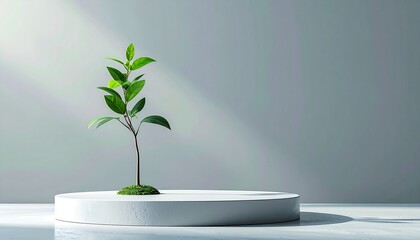 Conceptual image of a small green plant on a white podium, symbolizing growth, sustainability, and eco-friendly development