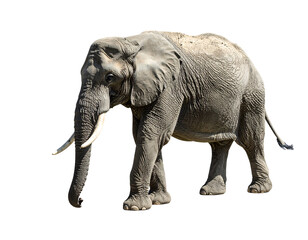 Obraz premium A large adult African elephant, grey-skinned, stands against a black background, showcasing its sizable tusks and wrinkled hide