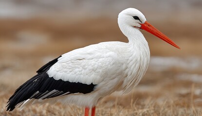 Graceful stork standing in a field with sharp, beautiful features  © Eduards V.