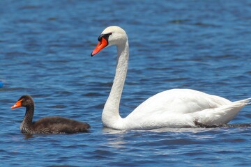 Fototapeta premium Elegant swan gliding on a serene lake alongside a smaller bird
