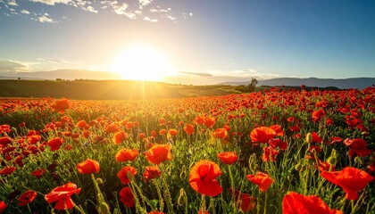 Vibrant Poppy Field at Sunset A Stunning View of Nature's Beauty and Serenity