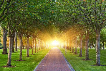 Symmetrical Tree Alley in Park