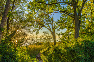 Uferwald am Chiemsee