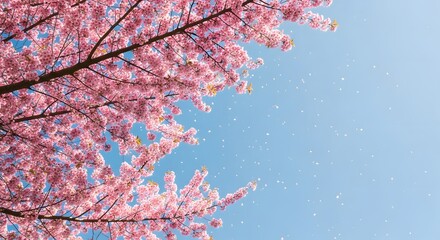 Delicate pink cherry blossoms bloom vibrantly against a clear, bright blue sky, with a gentle scattering of petals drifting in the breeze.
