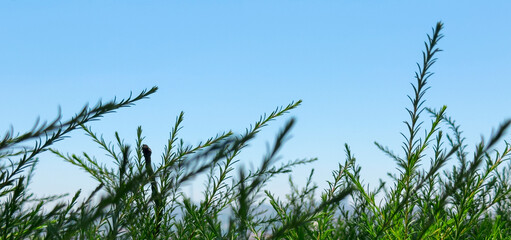 Fresh rosemary branches against a clear blue sky, horizontal summer banner with green aromatic herb