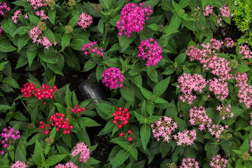 Vivid Close-Up of Star Cluster Flower Blooming in Lush Garden