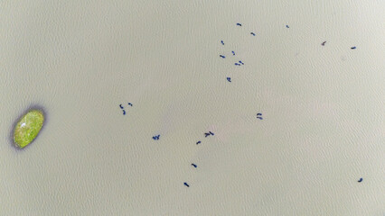 Aerial view of Meja Dam, Bhilwara, Rajasthan during monsoon, showing a group of buffaloes wading in...