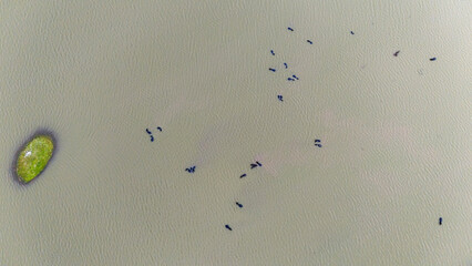 Aerial view of Meja Dam, Bhilwara, Rajasthan during monsoon, showing a group of buffaloes wading in...