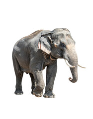 Obraz premium A large grey Asian elephant, standing, viewed in profile, with visible tusks and wrinkled skin