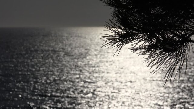 Beach in Sunset on Coastline Aerial View Fir Tree Foliage on Sea Water