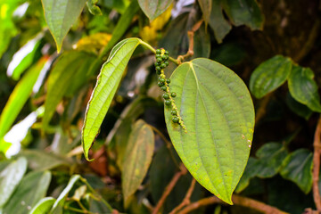 Black Pepper Plant with Green Peppercorns Growing on Vine in Organic Spice Plantation. Macro Photography Green Black Peppercorns on Plant Vine with Fresh Leaves in Herbal Farm. Fresh Black Pepper Vine