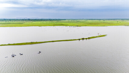 Aerial view of Meja Dam, Bhilwara, Rajasthan during monsoon, showing a group of buffaloes wading in water and some standing on a small grassy patch, with a flock of white egrets with fields in back