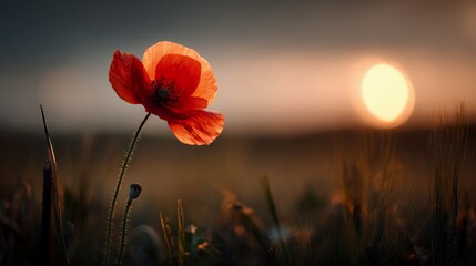 Single Red Poppy Flower Standing In Wheat Field At Sunset