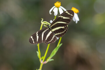 Zebra longwing butterfly (Heliconius charithonia) on a Florida wildflower