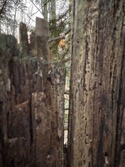 Nature photography Austria