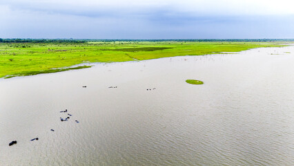 Aerial view of a group of buffaloes wading in water at Meja Dam, Bhilwara, among rocks, with a...
