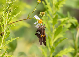 Silver-spotted skipper butterfly (Epargyreus clarus) on a Florida wildflower
