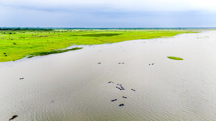 Aerial view of a group of buffaloes wading in water at Meja Dam, Bhilwara, among rocks, with a...