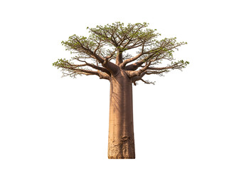 A majestic baobab tree stands tall against a dark background, its thick trunk and sprawling branches showcasing the beauty of nature.