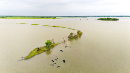 Meja Dam, Bhilwara during monsoon, showing buffaloes wading in water and cows standing on a grassy...