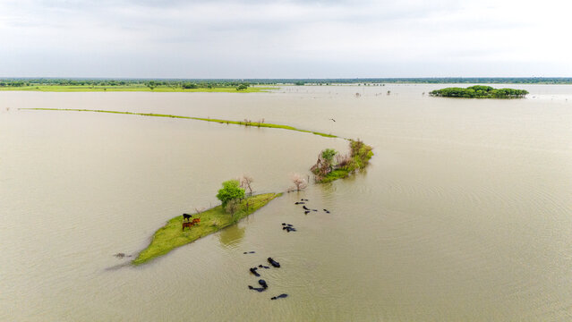 Meja Dam, Bhilwara during monsoon, showing buffaloes wading in water and cows standing on a grassy patch among trees and birds, with lush green fields at the horizon and a cloudy sky in background