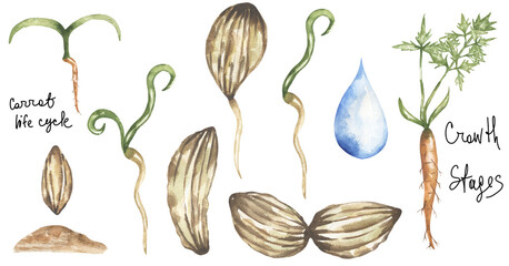Watercolor Carrot plant Life Cycle illustration set, carrots growth stages elements, educational print