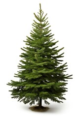 Christmas tree christmas plant pine.