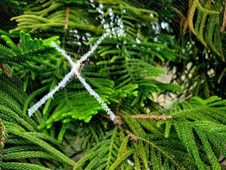 Spider web with spider in center forming X shape