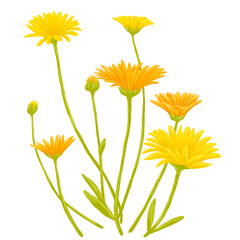 Hand Drawing Painting of Calendula Flower Botanical Illustration