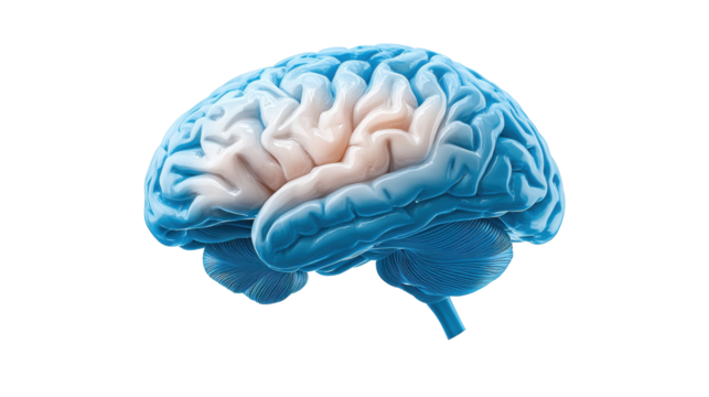 Human Brain Illustration on Transparent Background