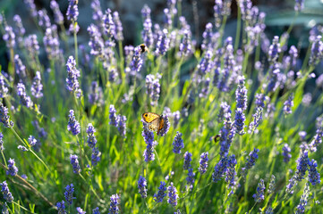 Beautiful butterfly on purple lavender