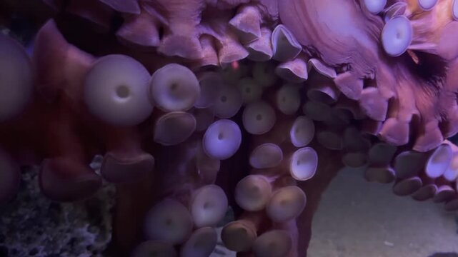 Giant octopus is stretching its tentacles in an aquarium in Japan