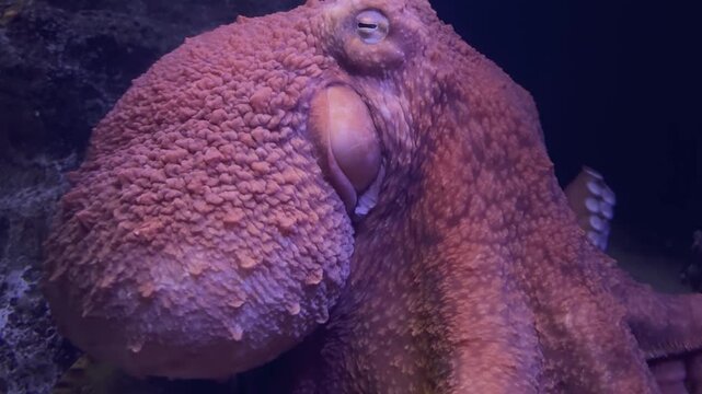 Giant octopus is stretching its tentacles in an aquarium in Japan