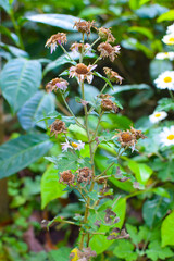 Close-Up of Dried Camphor Flowers on the Tree – Natural Herbal Plant with Medicinal Value. Dried Camphor Tree Flowers in Nature – Traditional Healing Plant and Natural Remedy. Camphor Tree with Dried