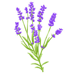 Obraz premium Hand Drawing Painting of Lavender Flower Botanical Illustration