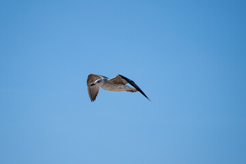 A seagull soars gracefully through a clear blue sky, wings outstretched amid scattered clouds.