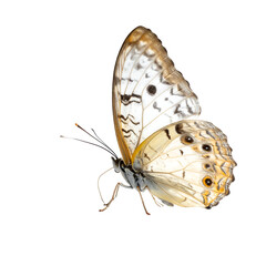 A creamy-white butterfly with grey and brown markings on its wings, in flight against a black background