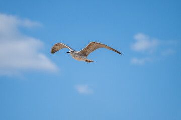 A seagull soars gracefully through a clear blue sky, wings outstretched amid scattered clouds.