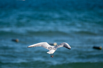 A seagull glides above the deep blue ocean, its wings fully extended as it soars past floating buoys under a clear sky.