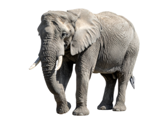 A large, mature African elephant stands, facing slightly left, against a black background.  Its wrinkled grey skin, large ears, and long ivory tusks are clearly visible.  