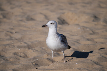 A solitary seagull stands on rippled sand, casting a sharp shadow under the sunlit sky.