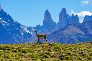 Guanaco nel Parco nazionale Torres del Paine, Cile