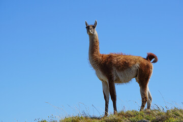 Guanaco nel Parco nazionale Torres del Paine, Cile