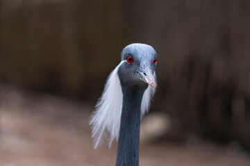 Full-body view of a demoiselle crane in natural light, showcasing its long legs, slim neck, and distinctive feathers.