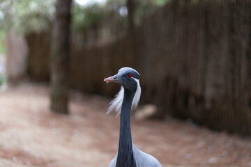 Portrait of a graceful demoiselle crane, rare and elegant species from Eurasian steppes, captured in detail.