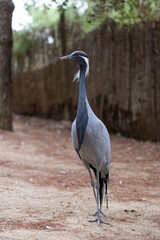 Close-up of a demoiselle crane (Anthropoides virgo) standing on sandy ground, elegant bird with striking plumage and red eyes.